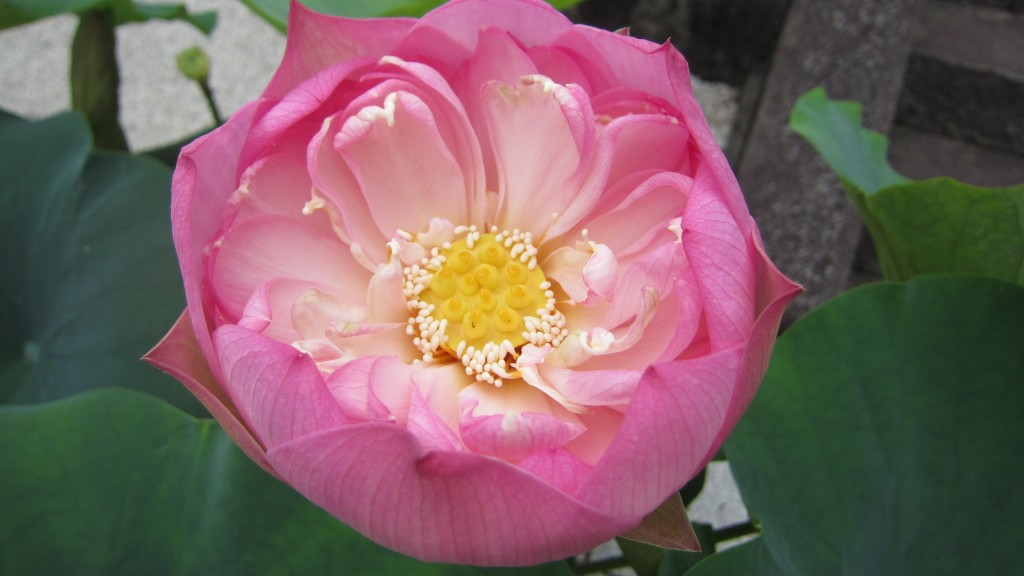 家康公が8歳から今川家の人質となり、そこで暮らし学びを受けたという臨済寺に咲いた蓮の花であります。