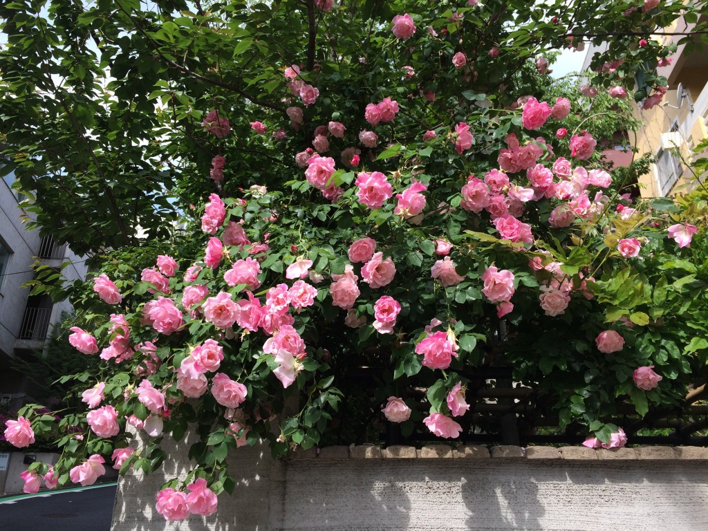 マンションの前にあるお庭にバラが咲きました。色のある花は香りが薄いものですが、バラだけは違います。
バラだけに、香りも”バラ”エティに富んでます・・・なんて、ウフッ♪　
