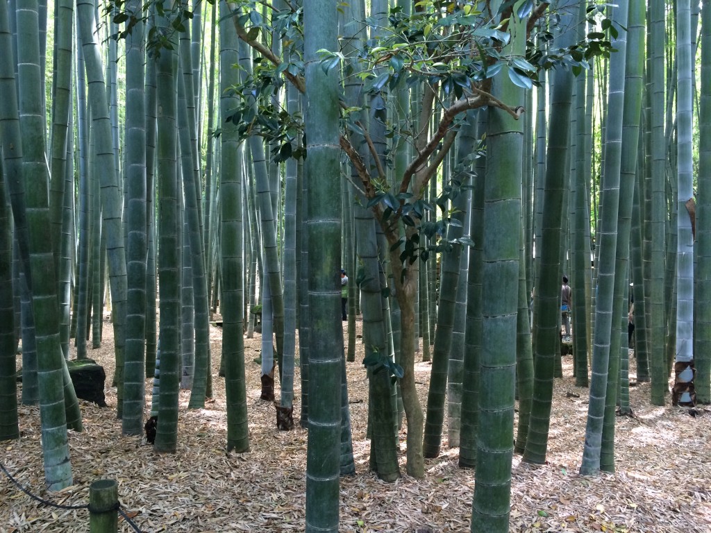 鎌倉は竹の寺、報国寺の竹林です